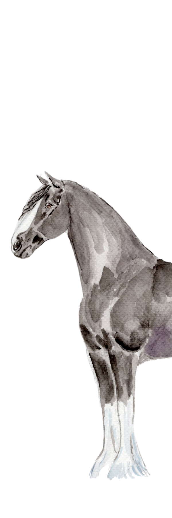 ABC Horses and Shire Bookmark