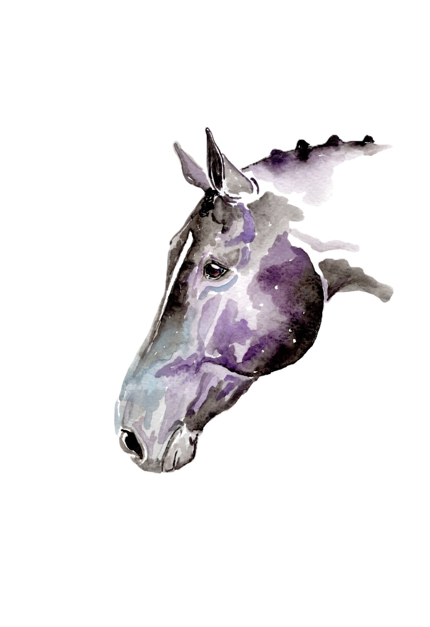#38 Star Light 4 x 6 post card - SonaEquestrian