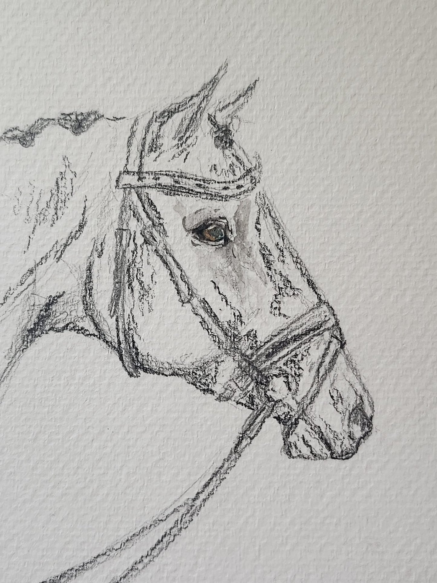 Hint of Light - SonaEquestrian