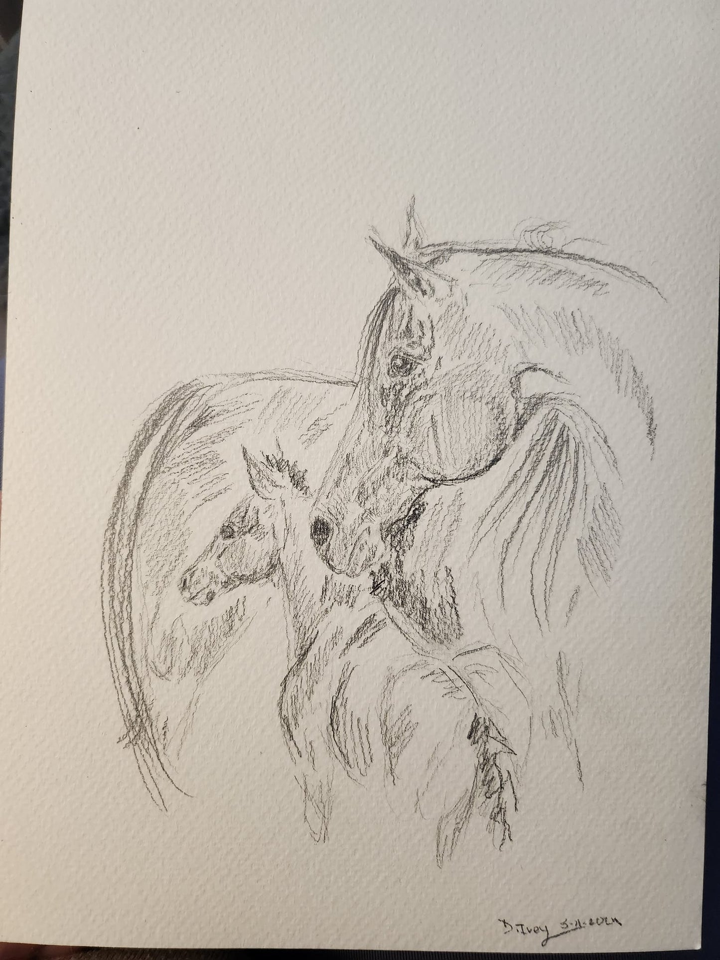 Watchful - SonaEquestrian