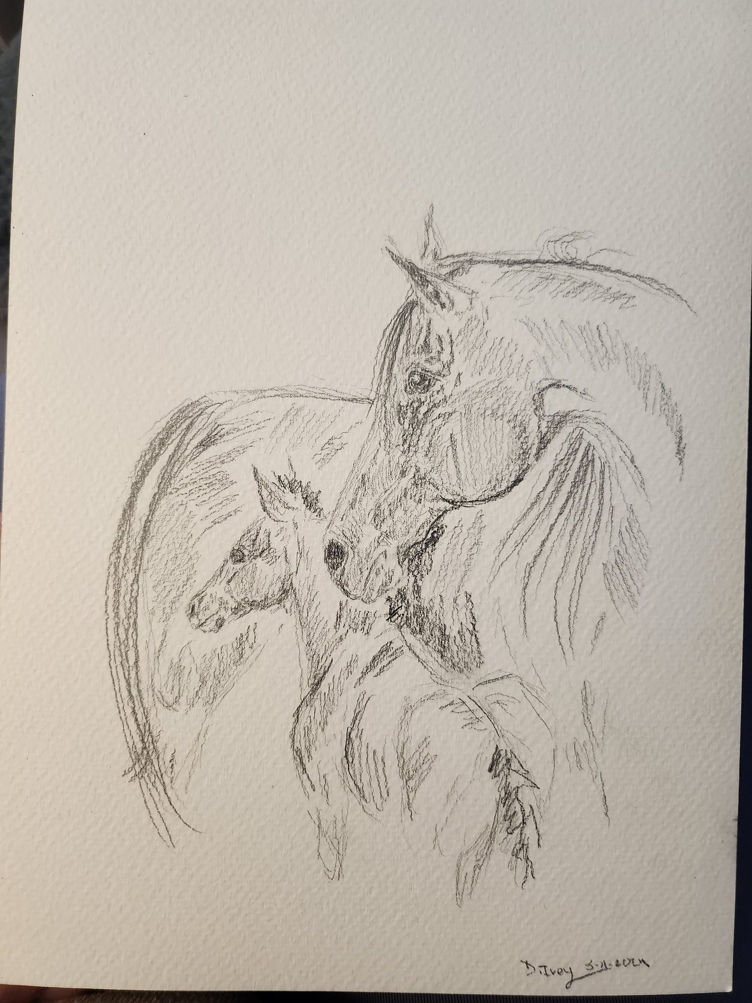 Watchful - SonaEquestrian