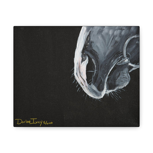 Grey muzzle Canvas Gallery Wraps - SonaEquestrian