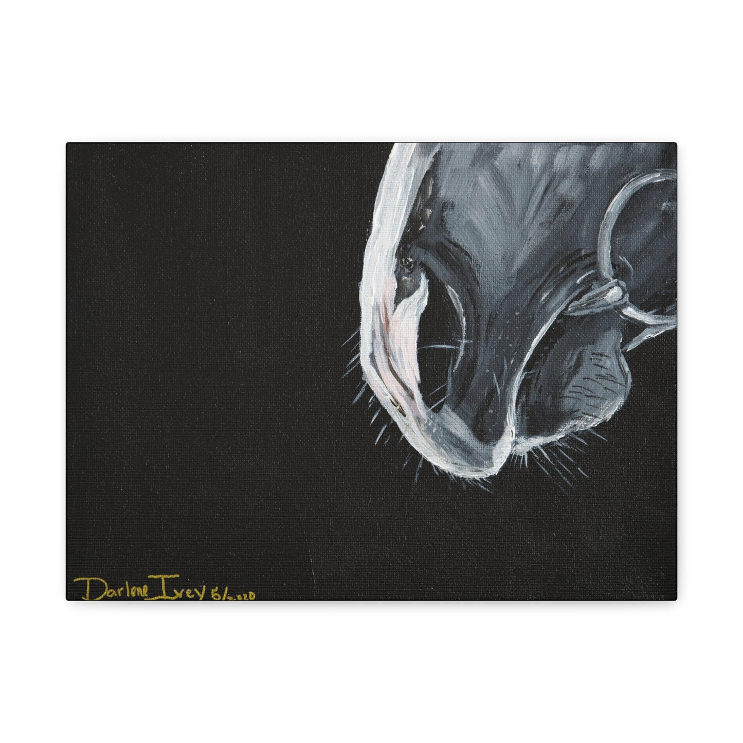 Grey muzzle Canvas Gallery Wraps