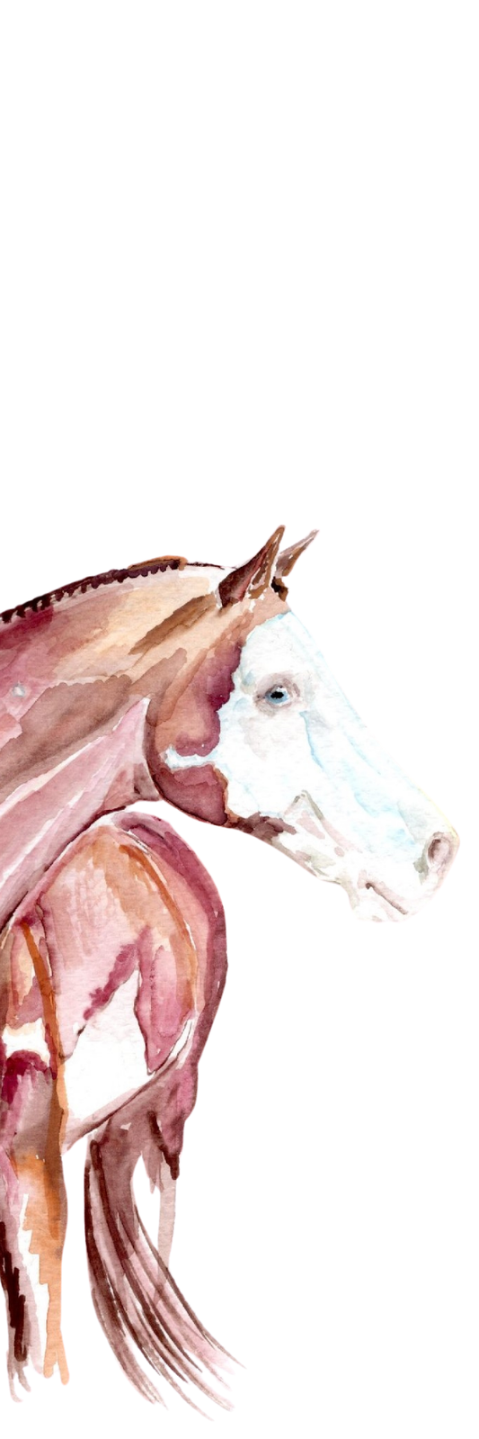 Paint horses   Bookmark